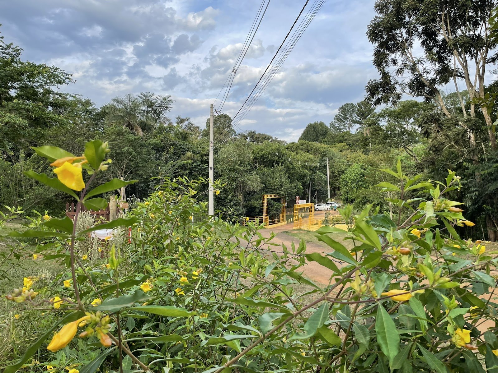 Vegetação e flores amarelas no caminho do Bar e Restaurante Cachoeira da Ponte Amarela, em Analândia (SP)
