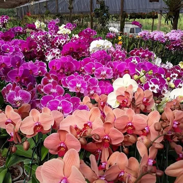 Fileiras de orquídeas Phalaenopsis em tons de rosa, roxo, branco e laranja na estufa do Orquidário Tico e Teco, em Analândia (SP)